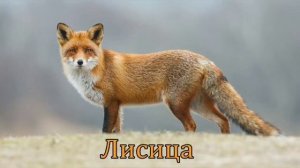 ДИКИЕ ЖИВОТНЫЕ СТРАНЫ РОССИИ!