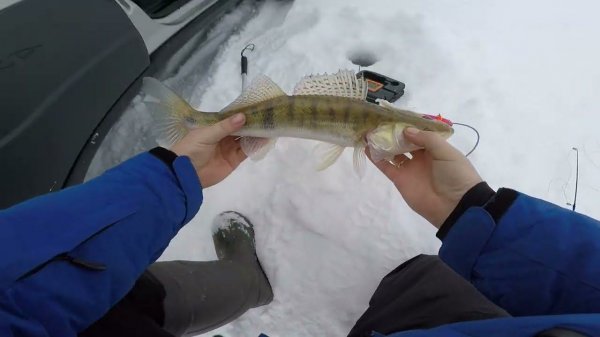 Cудак в феврале на раттлины, на реке Обь! #рыбалканаовх #frapp #рыбалка2023