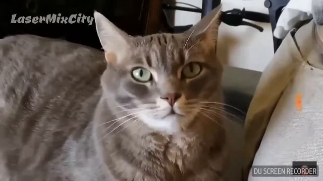 Коты поют деспасито смотреть онлайн