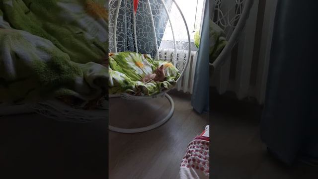Мейн Кун привыкает к новому дому😃 смотреть онлайн