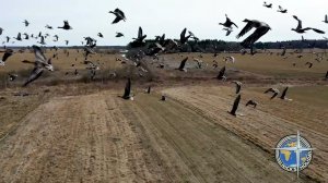 Полет с дикими гусями