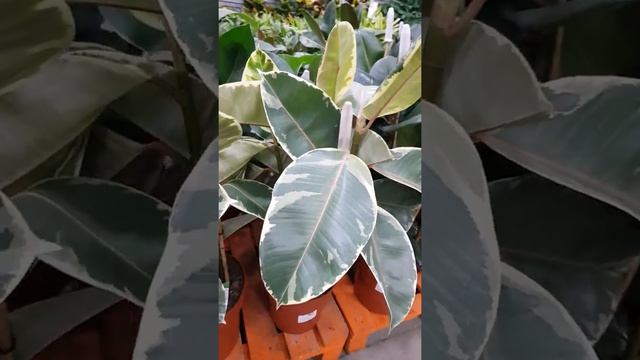 Фикус Эластика Тинеке смотреть онлайн