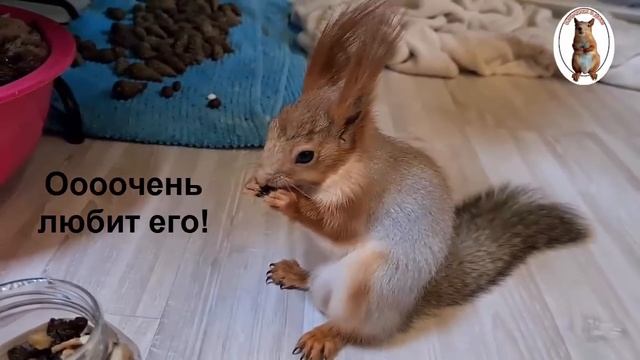 Как бельчонок Бусик показывает, что хочет вкусняшку ??️ How a squirrel shows that he wants a treat смотреть онлайн