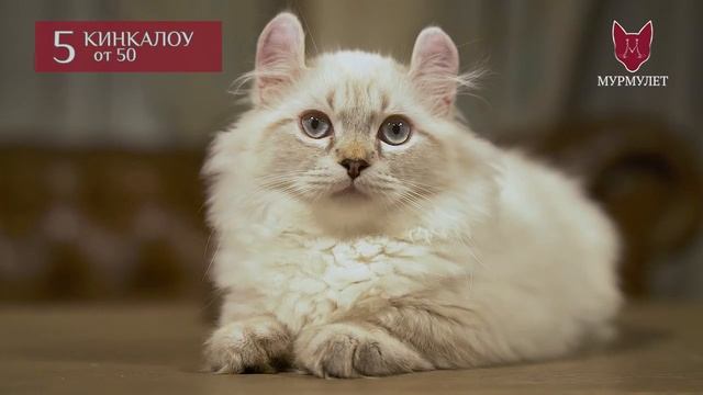 Самые дорогие и красивые кошки мира, рейтинг топ 10 от элитного питомника Мурмулет! смотреть онлайн