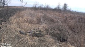 Норная охота с ягдтерьером. Две норы, две лисы.