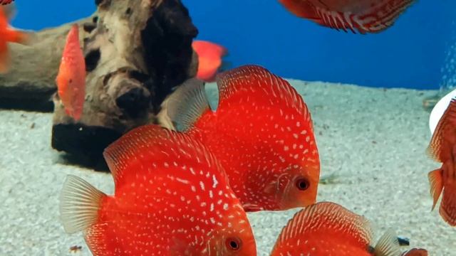 Планы и проекты Евгения Рябухина ( самый большой аквариум). смотреть онлайн