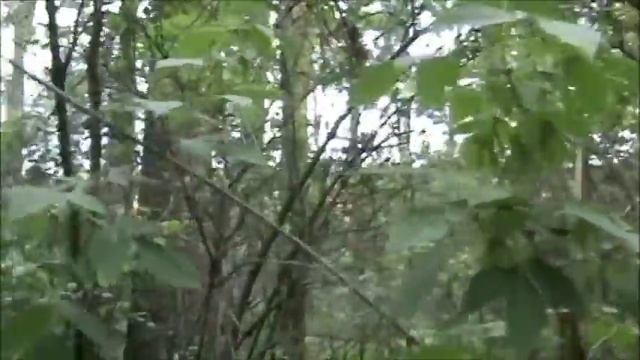 "Лес наше богатство" смотреть онлайн