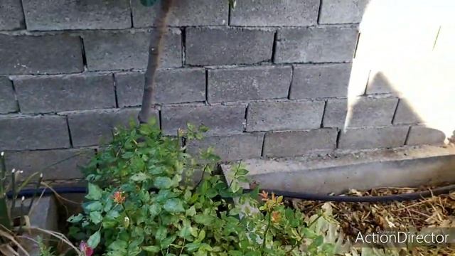 Олины Истории ?️ Влог#102?Ура пожаром конец/ Индийская сирень уход и подробности/Я здорова?? смотреть онлайн