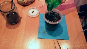 Как вырастить Хурму из косточки дома (часть 1)