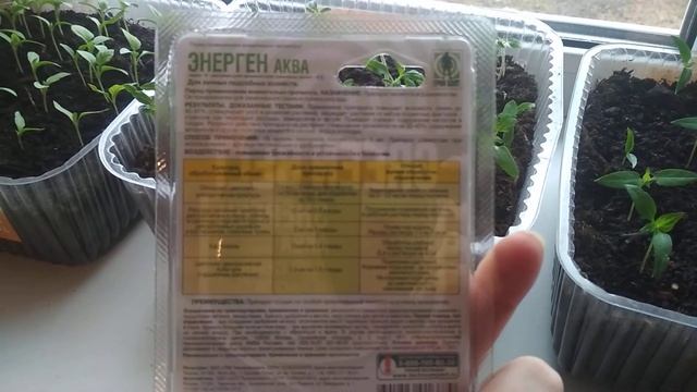 Результат использования Энерген Аква - стимулятора роста. Рассада для моего небольшого огорода.