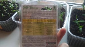 Результат использования Энерген Аква - стимулятора роста. Рассада для моего небольшого огорода.