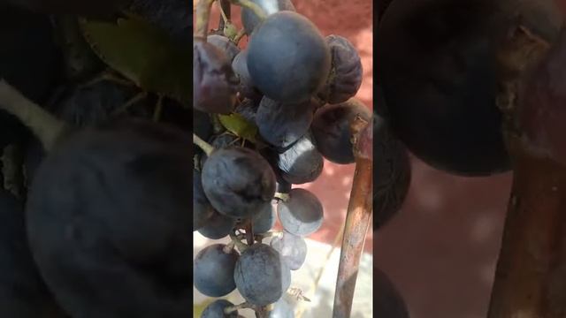 Травяной клоп на винограде. #shorts смотреть онлайн