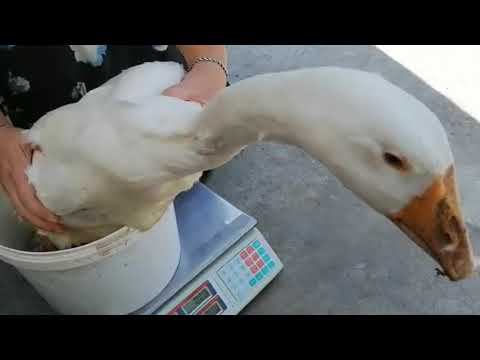 Дерево все же упало! Взвешивание гусей 2 месяца. Сделали операцию утке. Как определить пол гусей? смотреть онлайн