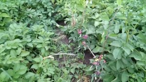 Голубика или ирга, что выбрать?