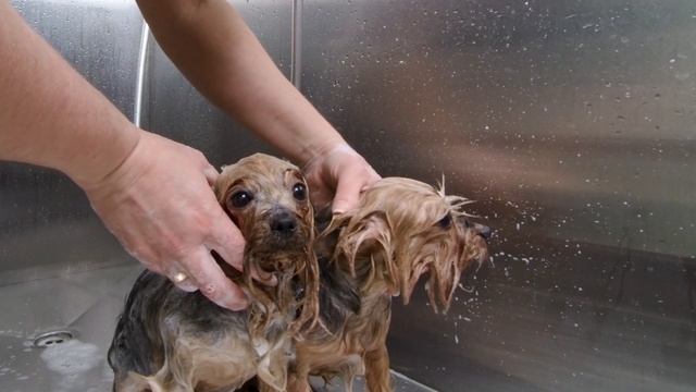 Two Yorkie On Grooming In Pet Grooming Salon