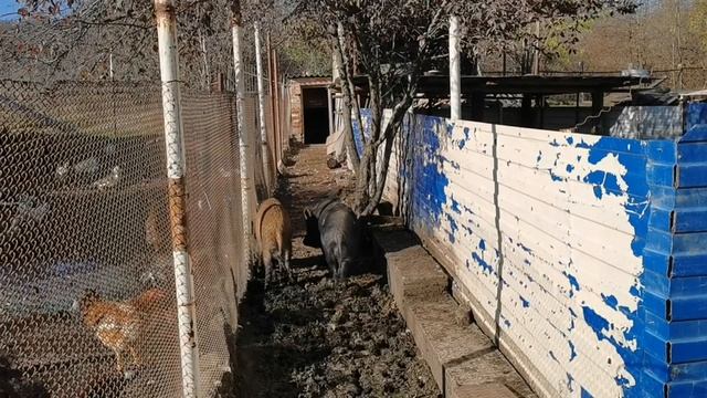 Дикие кабаны едят бананы ? смотреть онлайн