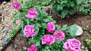 Роза Индиголетто от Полины Козловой.Она или нет?