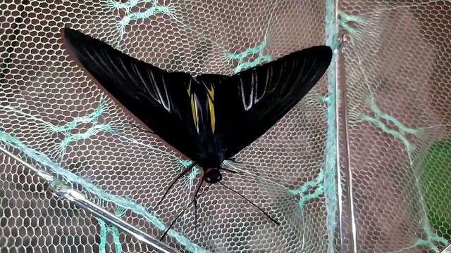 Золотая птицекрылка. Кормим и рассматриваем смотреть онлайн