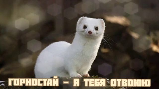 Горностай - Я тебя Отвоюю|Шоу "Маска-4"|[7-Выпуск?] смотреть онлайн