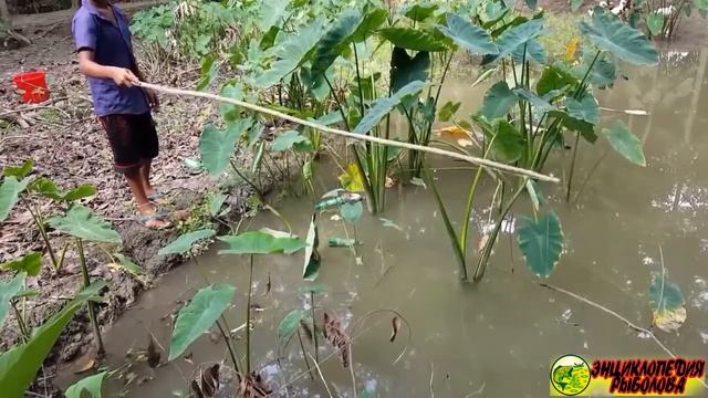 Лучшая деревенская рыбалка которую я видел смотреть онлайн