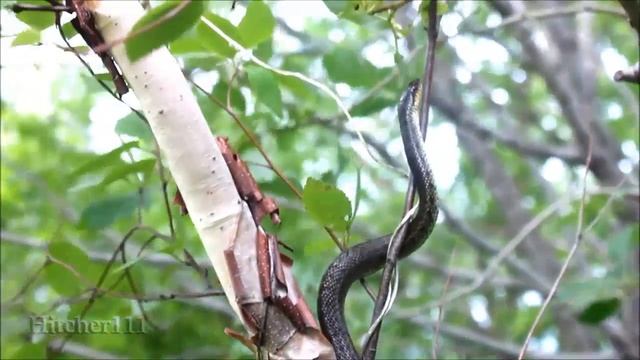 Змеи Приморского Края: узорчатый полоз (elaphe dione) Dione Rat Snake смотреть онлайн