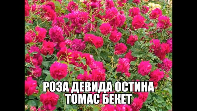 Роза Девида Остина Томас Бекет смотреть онлайн