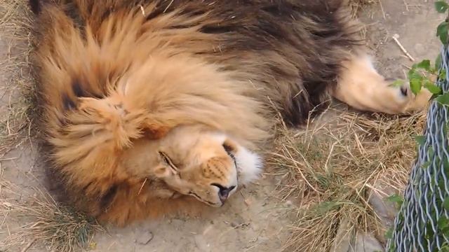 Ялтинский зоопарк. Львы смотреть онлайн