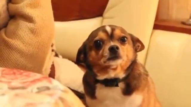 Собаку воспитывают смотреть онлайн