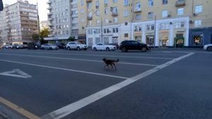 У метро Октябрьская собака кидается на проезжающие авто.