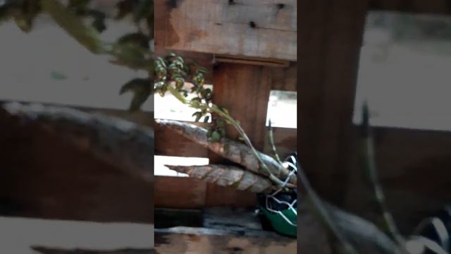 Flor da Orquídea Catasetum abriu só com água de arroz #Short смотреть онлайн