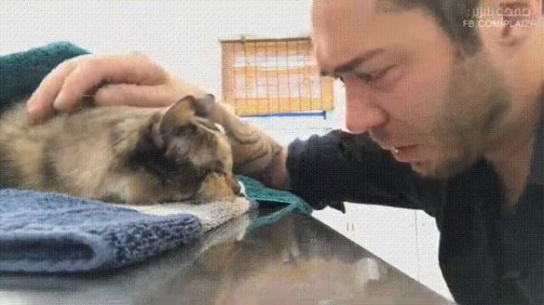 ОЧЕНТ ТРОГАТЕЛЬНОЕ ВИДЕО,ХОЗЯИН ПРОЩАЕТСЯ С КОШКОЙ!