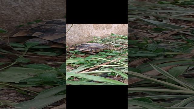 Елена Верина