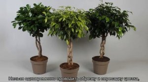 Фикус Наташа — описание цветка и правила ухода дома