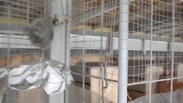 куры как бизнес несушки бизнес на куринном яйце смотреть онлайн