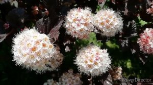 #ПУЗЫРЕПЛОДНИК КАЛИНОЛИСТНЫЙ Diabolo. Обзор.//Меняющийся, но всегда привлекательный!