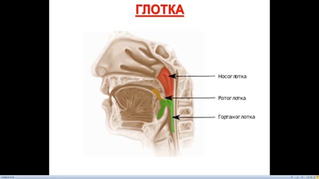 проф. Заднипряный И. В. 15.40-17.20  ТАОХ ШЕИ  LEC # 5 (5)  Л 1- 1