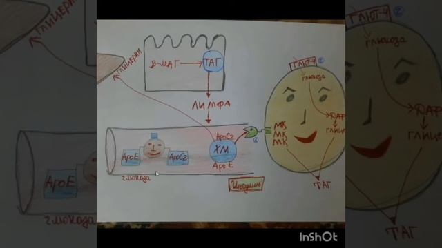 #липид алмасуы #обмен липидов смотреть онлайн