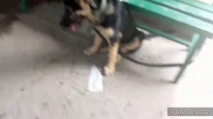 Как ЛЕГКО и ПРОСТО,научить вашу собаку команде «голос».ВЕО