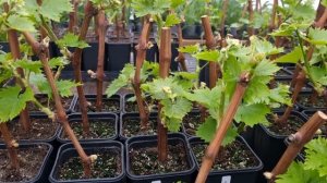 Какие почки оставить, а какие удалить на вегетирующем саженце винограда?