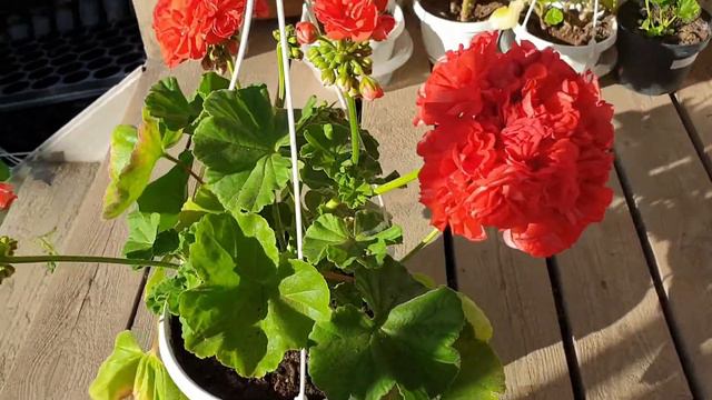 Edwards Toscana смотреть онлайн