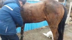 Измерение температуры у лошади