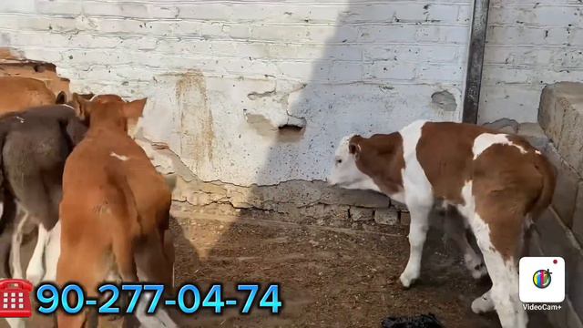 FERMADAN YOSH SIMMENTAL BUZOQLAR SOTILADI , Dastafka Yuq .