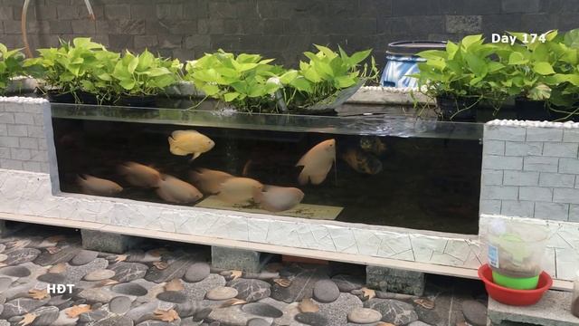 Aquarium (Oscar; Giant gourami) after 6 months ? Hồ Cá (Tai tượng châu phi; Phát Tài) sau 6 tháng смотреть онлайн