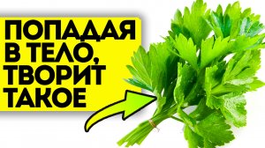 Какими лечебными свойствами обладает кинза и чем отличается от другой съедобной зелени?