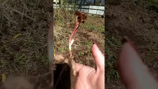 грунт для посадки пиона воронца 30.03.23 смотреть онлайн