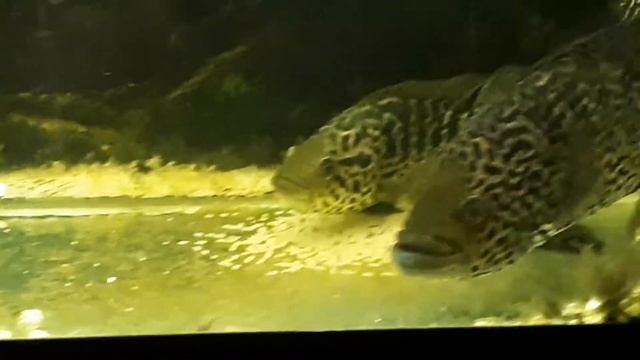 Цихлазома Манагуанская Метает Икру смотреть онлайн