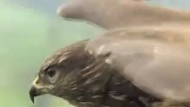 Амулеты птиц смотреть онлайн