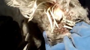 Клоацит у курицы несушки