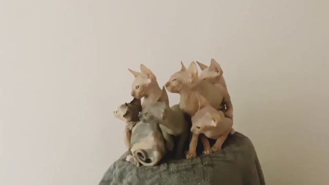 Маленькие кошечки, Канадский сфинкс смотреть онлайн