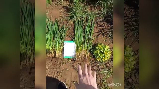 Pseudomonas с 2,4-Д на озимой пшенице смотреть онлайн